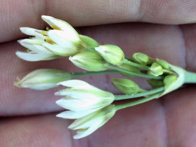 che Allium � ? no, Nothoscordum sp.